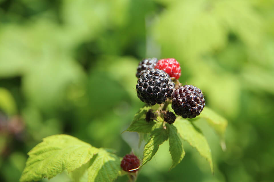 Blackberries on a branch with green leaves against a blurred natural background