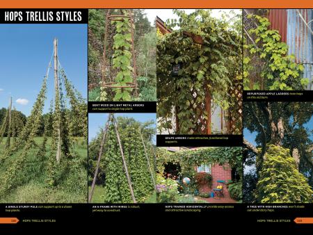 Collage of hops trellis styles with text labels on a green background.