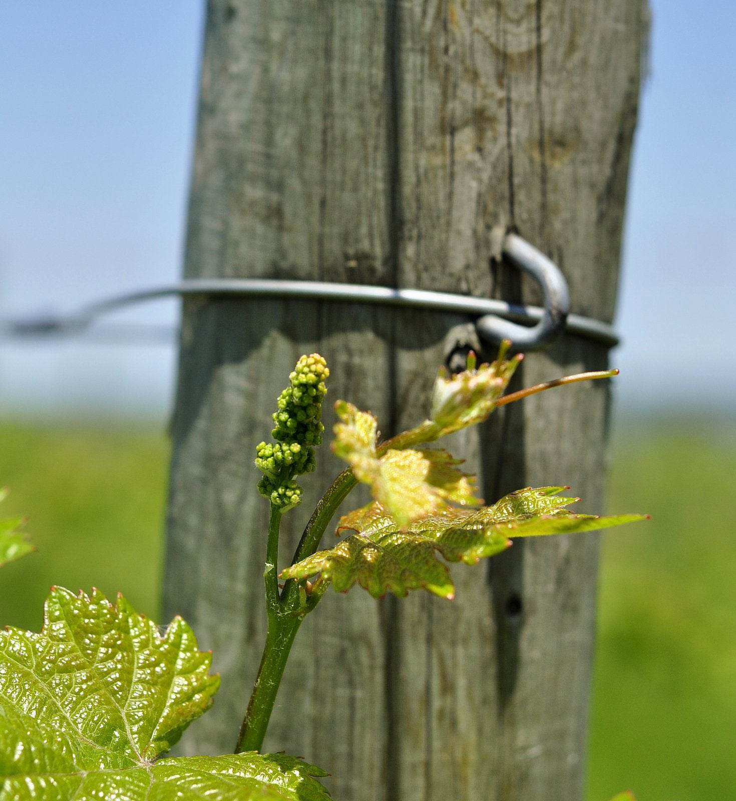 Grapevine shoot against a wooden post with green leaves and buds.