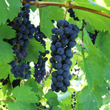 Bunches of dark Baco Noir grapes hanging from a vine with green leaves.