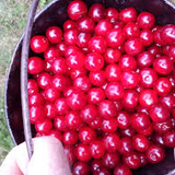 Person holding a bucket of red cherries