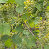 Green Cayuga grapes on a vine with leaves in a garden setting