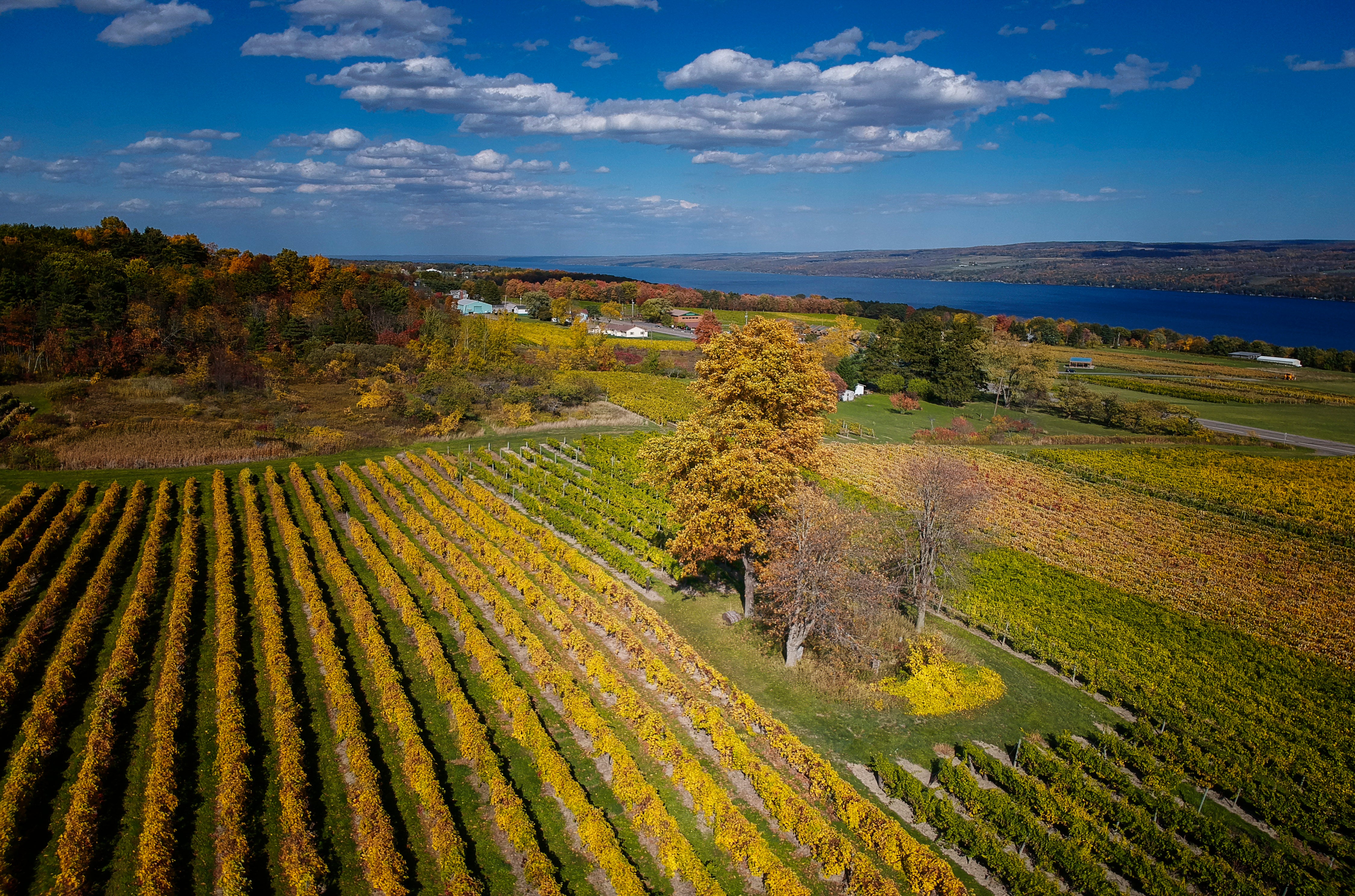 Aerial view of a vineyard with trees and a lake in the background