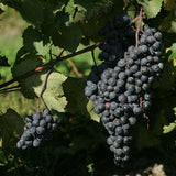 Bunches of DeChaunac grapes hanging from a vine with green leaves.