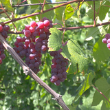 Bunches of red Delaware grapes on a vine with green leaves
