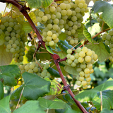 Green Diamond grapes on a vine with leaves