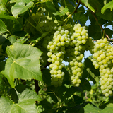 Green Lakemont grapes hanging from a vine with leaves