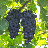 Bunch of dark Merlot grapes hanging from a vine with green leaves.
