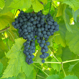 Bunches of dark Noiret grapes hanging from a vine with green leaves