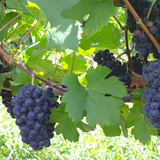 Bunches of purple Pinot Noir grapes hanging from a vine with green leaves.