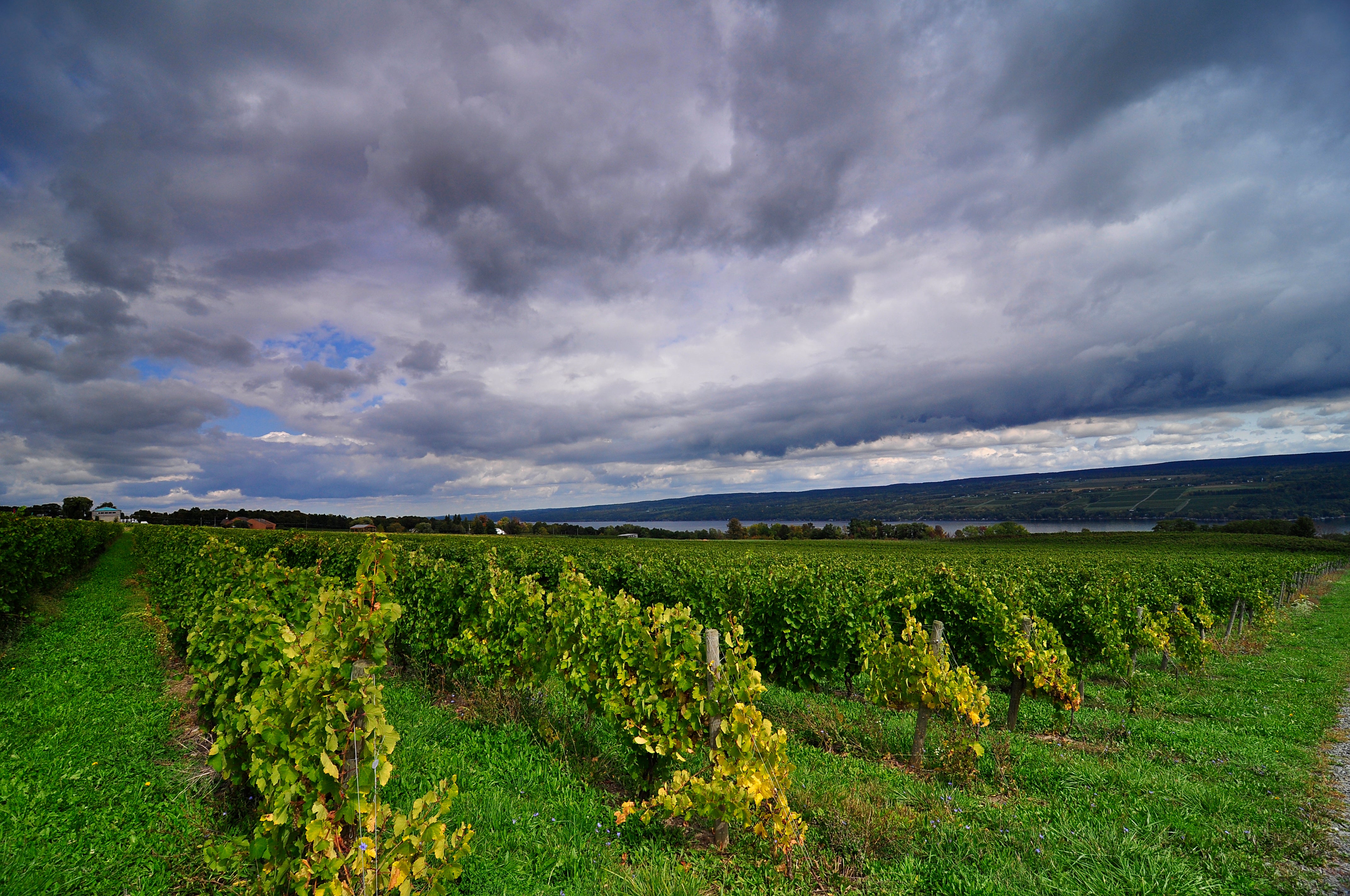 Vineyard with rows of grapevines under a dramatic sky with clouds.