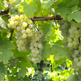 Green Valvin Muscat grapes on a vine with leaves
