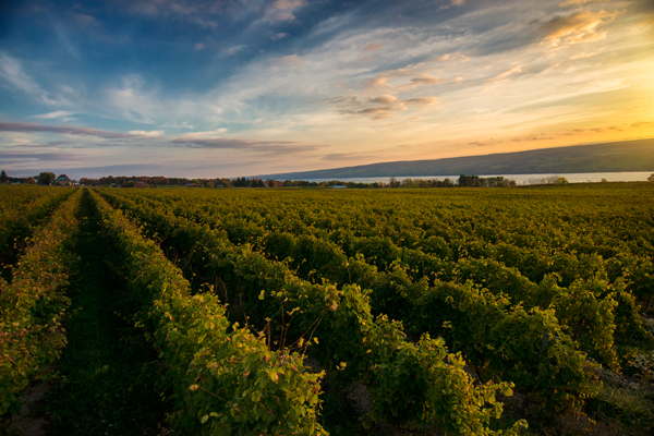 Vineyard with rows of grapevines under a Sunrise sky.