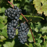 Bunches of dark Vincent grapes on a vine with green leaves