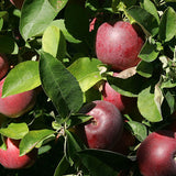 Red apples on a tree branch with green leaves