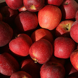 Close-up of red apples with a blurred background