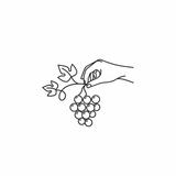 Line drawing of a hand holding a bunch of grapes with leaves on a white background