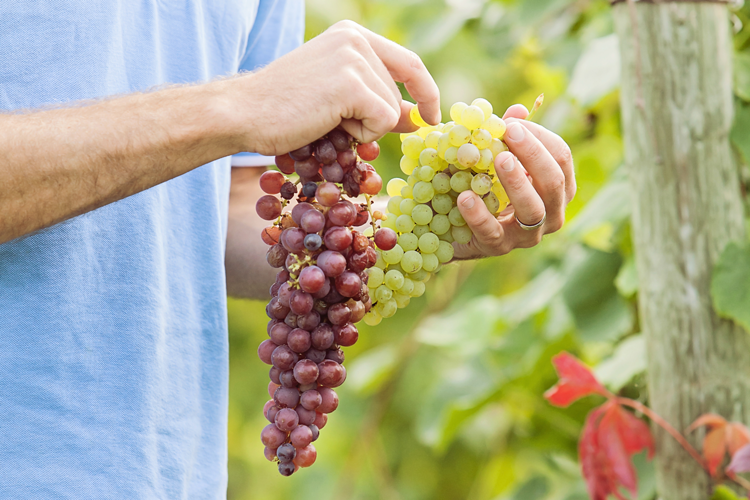 Person holding clusters of red and green grapes in a garden setting