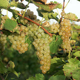 Green Vidal Blanc grapes on a vine with leaves